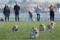 Corgi derby dash sees distant relative of Queen’s dog pipped to the post