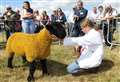 Charollais is crowned sheep champion at Turriff