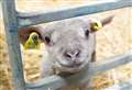 PICTURES: Lumsden event gives chance to cuddle lambs