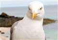Shooting reported in Buckie of herring gull