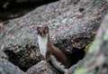 MERLIN: 'Will stoats look different as a result of climate change?'