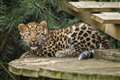 Critically endangered leopard cub takes first steps at UK wildlife park