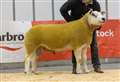 Texels are top sellers at Thainstone's annual ram show