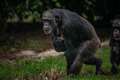 Boost for conservation as critically endangered chimpanzee born at Chester Zoo