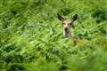 Young deer could starve if mothers shot in controversial cull, gamekeepers warn