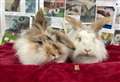 PET OF THE WEEK: Bunny duo hope to hop off to forever home together