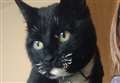 Animal charity information appeal after cat is burned 