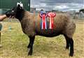 Blue Texels top entries for Turriff