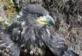 Mar'verick the white-tailed eagle's travels around Scotland are revealed