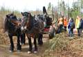 Traditional horse-power helps in tree-felling operations across Aberdeenshire