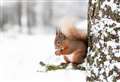 Grampian remains a safe haven for red squirrels