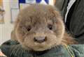 Inverurie features in SSPCA's year of otterly odd call outs