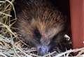 More than 60 hedgehogs released in mild December