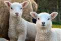 New lambs at high risk of dog attacks
