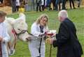In Pictures: Charolais charms the judge to take Keith Show cattle title