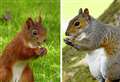 Two suspected sightings of grey squirrels in Moray