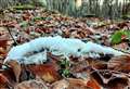 Lucky Moray residents spot rare winter wonder