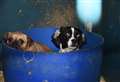 Puppy farm pair guilty of animal cruelty