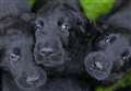 Puppy farm legislation finally becomes law
