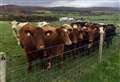 Scottish Agriculture Bill consultation triggers industry crisis meeting