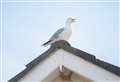 Stop feeding the gulls in Moray