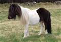 Scottish SPCA issue appeal for owner of stray pony