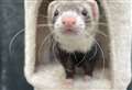 PET OF THE WEEK: Joanna all set to ferret out her forever home