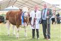 Local heifer Islavale Lullaby nets reserve Keith Show cattle champion and Simmental breed champion
