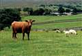 New liver fluke control manual is launched for Scottish farmers