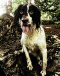Pets Factor