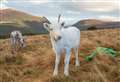 Rare white reindeer calves ready to help spread festive cheer