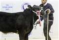 Final livestock entries confirmed for the RNAS Spring Show at Thainstone