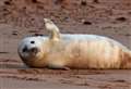 Visitors reminded of site guidance as Forvie Nature Reserve sees a record number of seal pups