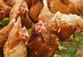 Bird flu confirmed in Forres and Crieff 