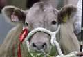 Charolais cross heifer takes top honours at the Christmas Classic 