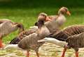 Avian Flu detected in wild birds at Fyvie Castle estate