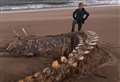 Has Nessie washed up on Aberdeenshire beach?