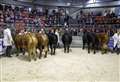 Tremendous show of prime and pedigree livestock destined for Aberdeen Christmas Classic at the Thainstone Centre