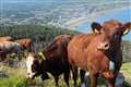 Traditional cows to help bring mountainside back to life after devastating fires