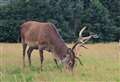 Clear policy on deer control discussed at Garioch Probus 