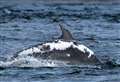 Sighting of sunburnt Moray Firth dolphin off Irish coast puzzles experts