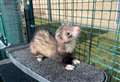 SSPCA seeking homes for overlooked ferrets in Aberdeenshire centre