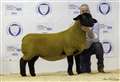 7000gns Texel ewe lamb smashes Thainstone record