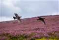 New wildlife management and muirburn Bill brings changes to grouse shooting