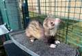 Joanna hoping to ferret out her forever home