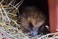 'Please help us feed hedgehogs'