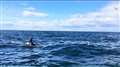 Orca experience off Buckie coast