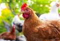Avian Influenza Prevention Zone declared in Scotland 