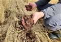 FARMING: Crop rotations key to soil group success