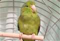 Can you give Mort the parrotlet a new home?